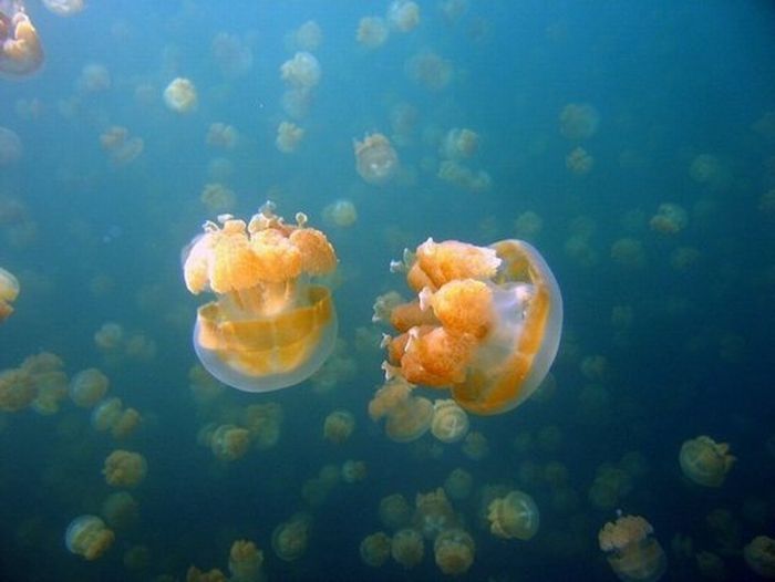 Jellyfish Lake, Eil Malk island, Palau, Pacific Ocean