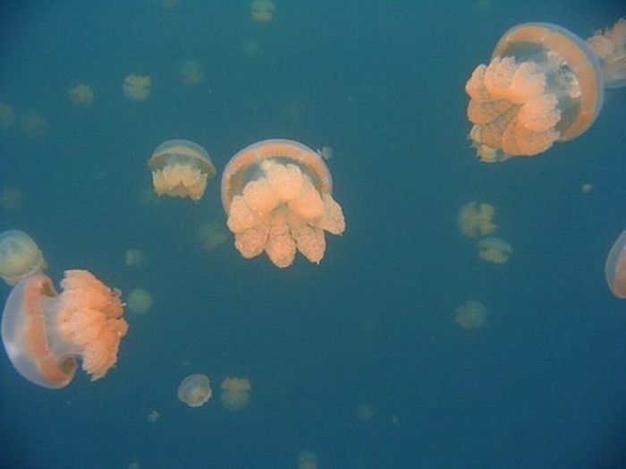 Jellyfish Lake, Eil Malk island, Palau, Pacific Ocean