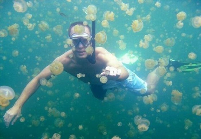 Jellyfish Lake, Eil Malk island, Palau, Pacific Ocean