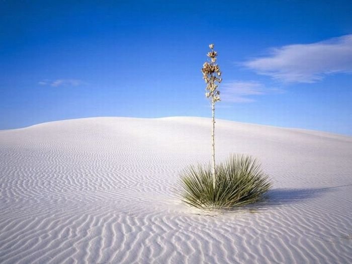 White Sands National Monument, New Mexico, United States