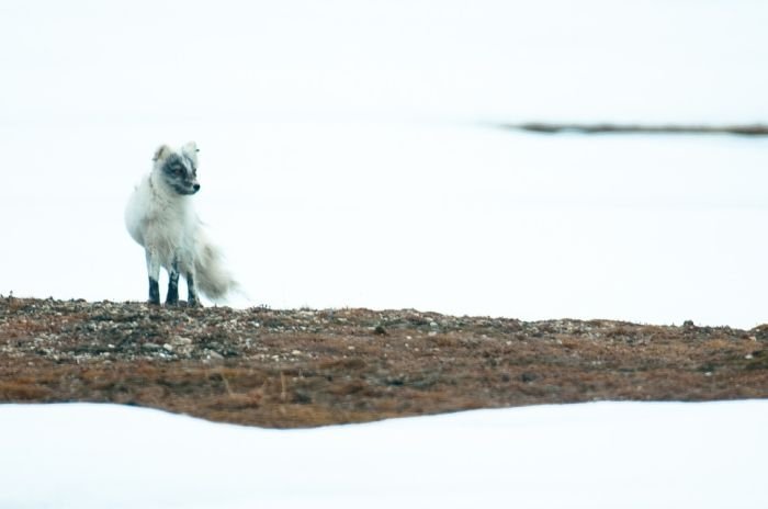 Arctic region, North Pole, Arctic