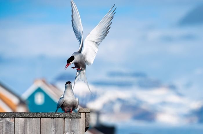 Arctic region, North Pole, Arctic