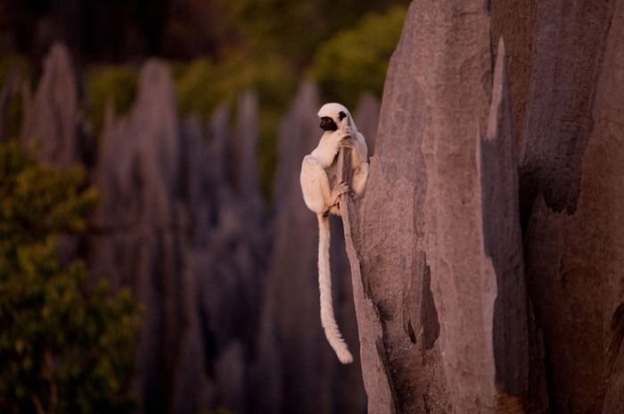 Tsingy de Bemaraha, Melaky Region, Madagascar