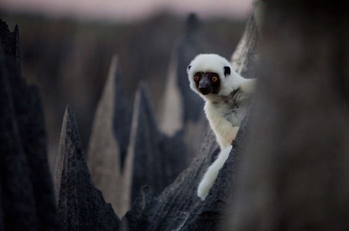 Tsingy de Bemaraha, Melaky Region, Madagascar