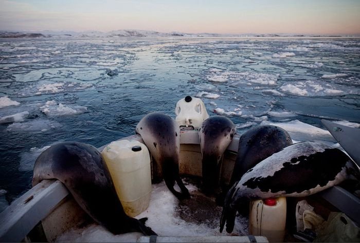 Life in Greenland