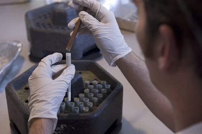 Production of cannabis cigarettes, Marin County, California, United States