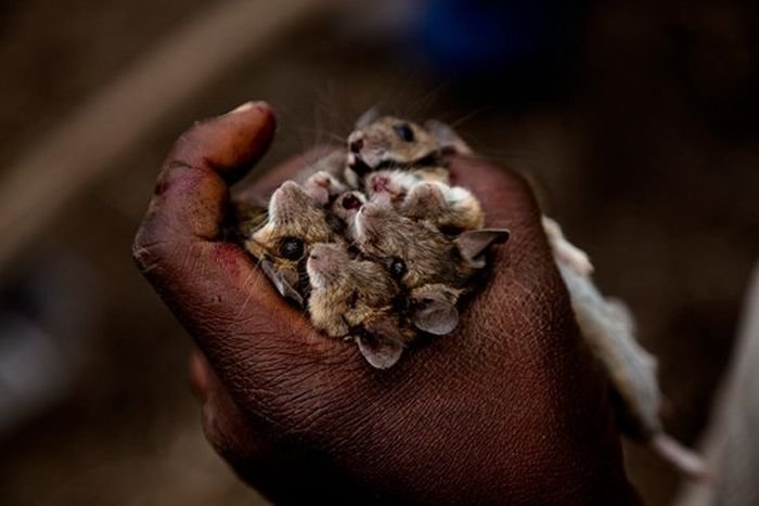 Rat catchers, Madamba, Mozambique