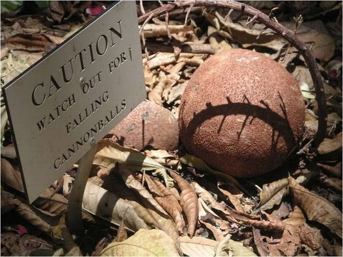 Couroupita Guianensis, Cannonball Tree