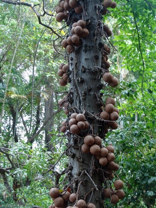 Couroupita Guianensis, Cannonball Tree