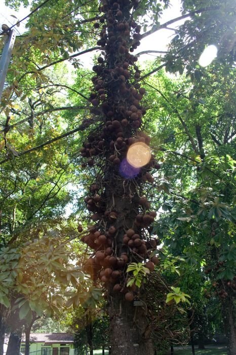 Couroupita Guianensis, Cannonball Tree