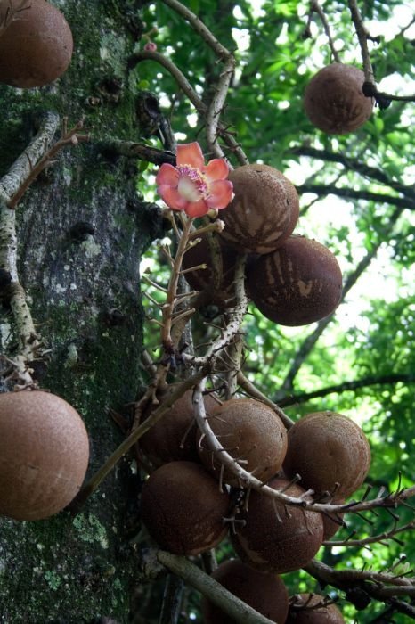 Couroupita Guianensis, Cannonball Tree