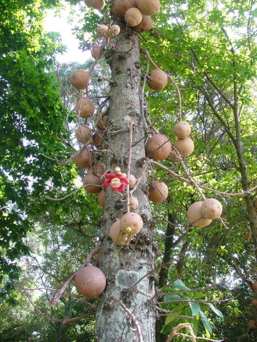 Couroupita Guianensis, Cannonball Tree