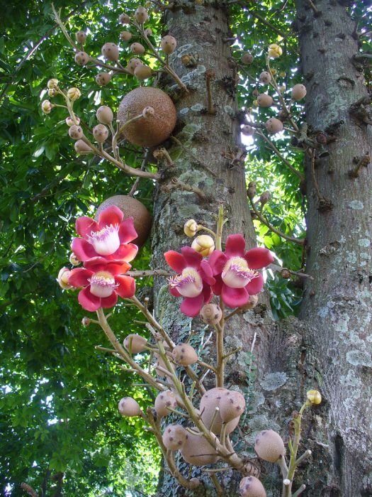 Couroupita Guianensis, Cannonball Tree