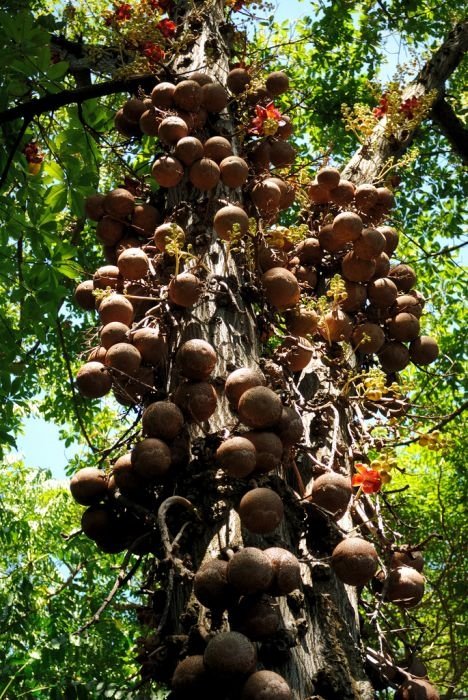 Couroupita Guianensis, Cannonball Tree