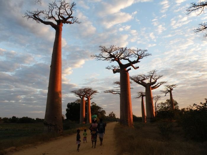 Grandidier's Baobab