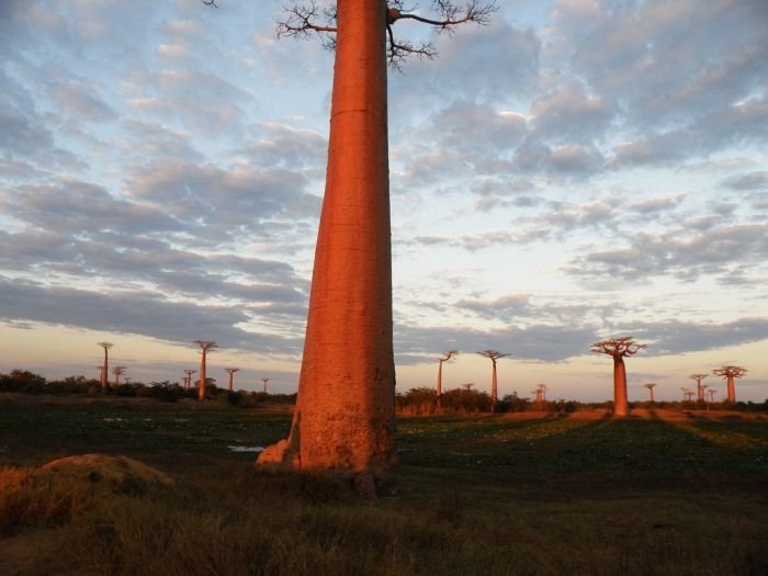 Grandidier's Baobab