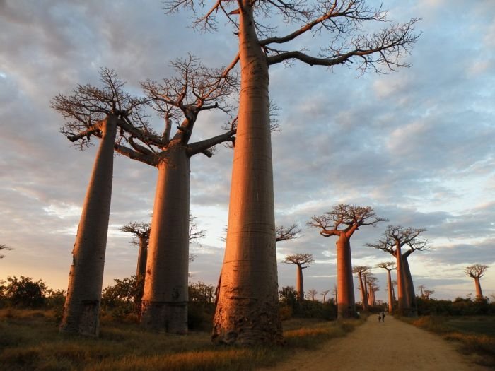 Grandidier's Baobab