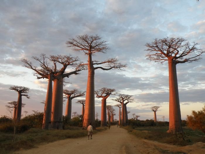 Grandidier's Baobab