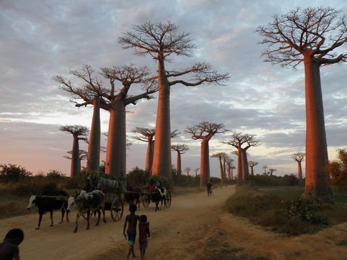 Grandidier's Baobab