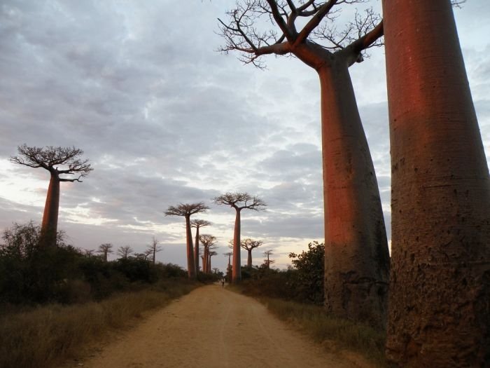 Grandidier's Baobab