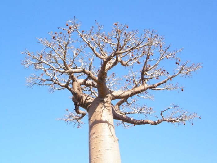 Grandidier's Baobab