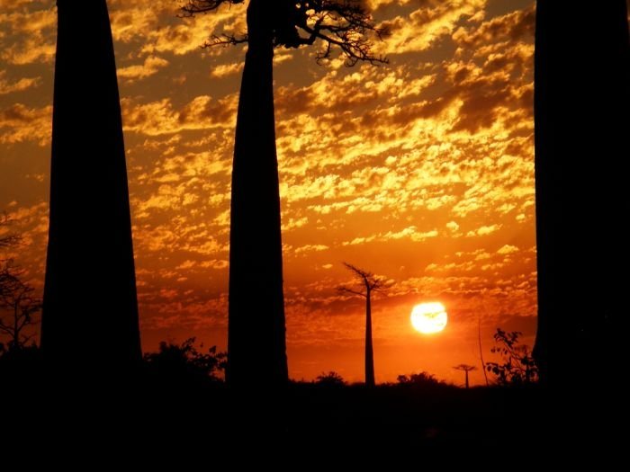 Grandidier's Baobab