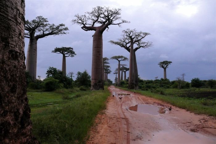 Grandidier's Baobab