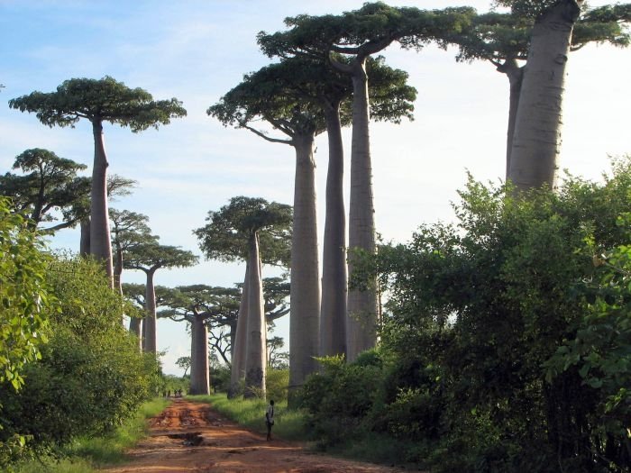 Grandidier's Baobab