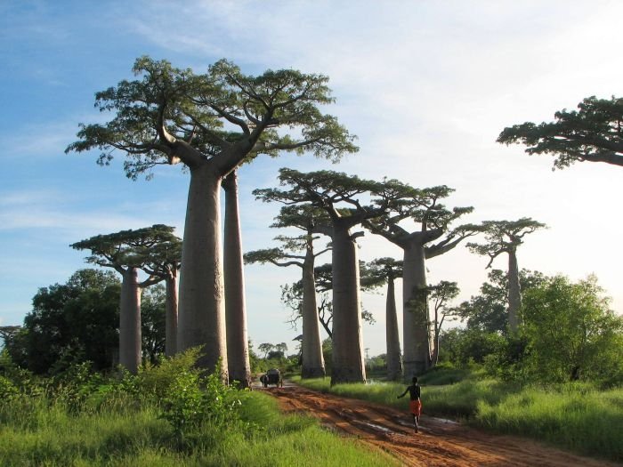 Grandidier's Baobab