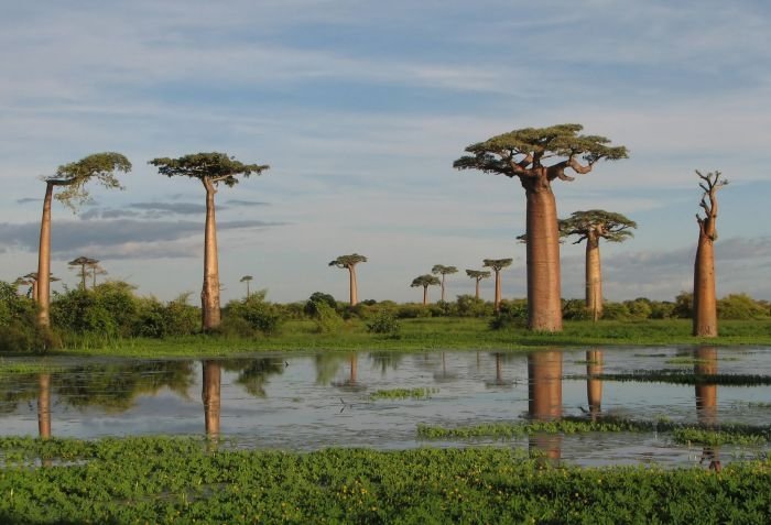 Grandidier's Baobab