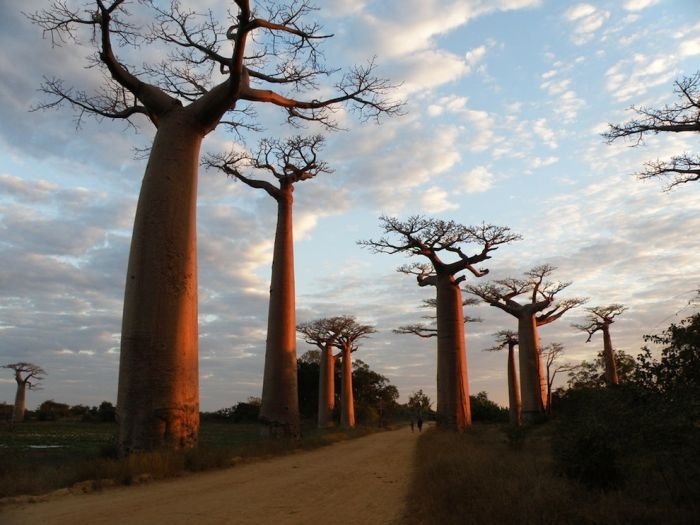 Grandidier's Baobab