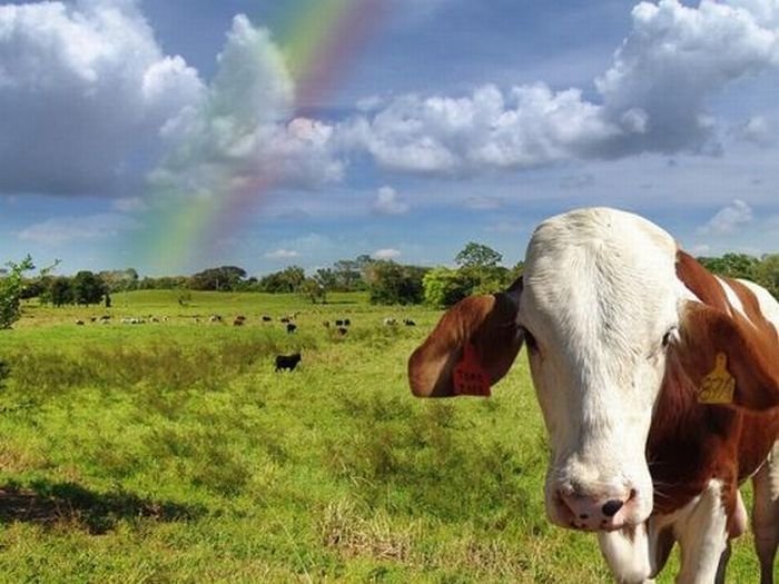 spectrum of rainbow light