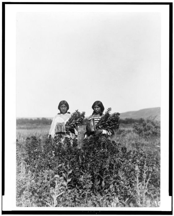 History: The North American Indian by Edward S. Curtis