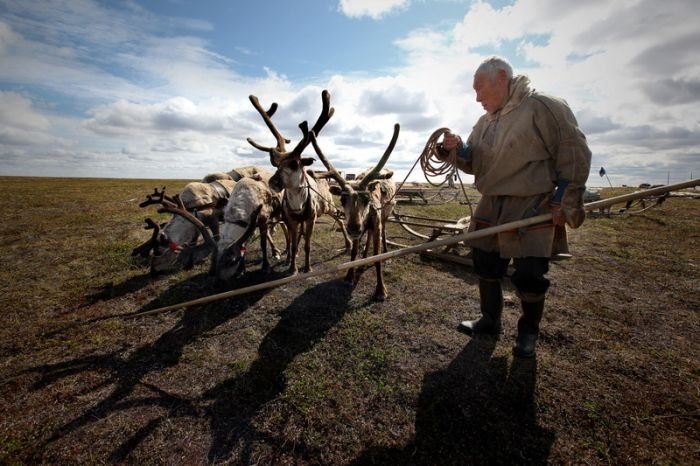 Life of Siberian reindeer herders, Yamal, Russia.