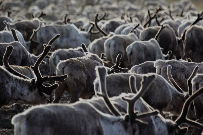 Life of Siberian reindeer herders, Yamal, Russia.