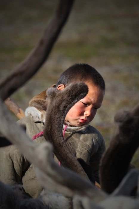 Life of Siberian reindeer herders, Yamal, Russia.