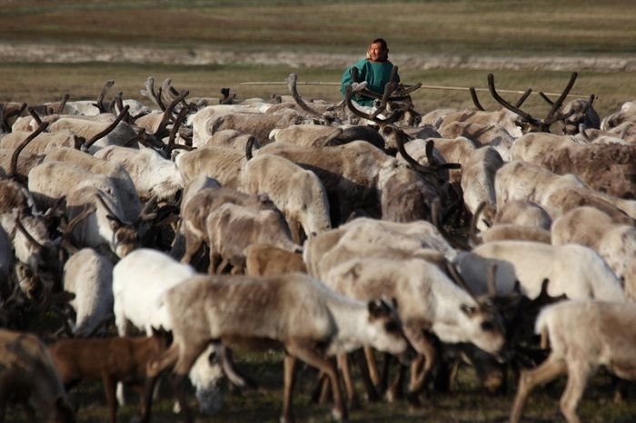 Life of Siberian reindeer herders, Yamal, Russia.