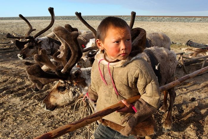 Life of Siberian reindeer herders, Yamal, Russia.