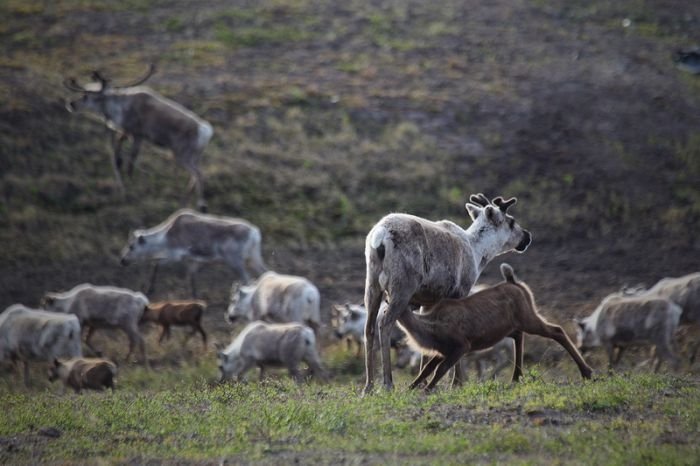 Life of Siberian reindeer herders, Yamal, Russia.