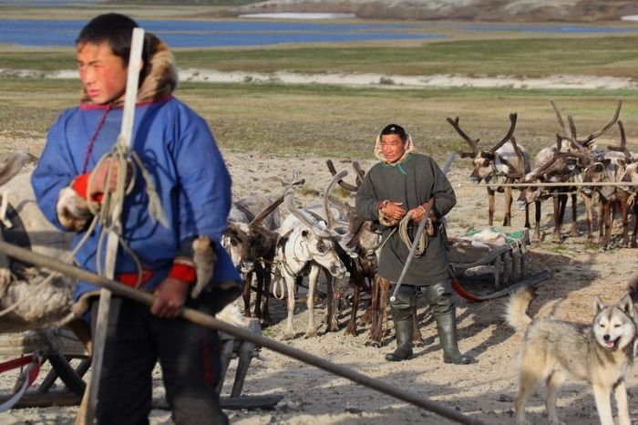 Life of Siberian reindeer herders, Yamal, Russia.