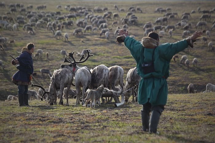 Life of Siberian reindeer herders, Yamal, Russia.