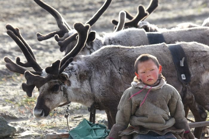 Life of Siberian reindeer herders, Yamal, Russia.