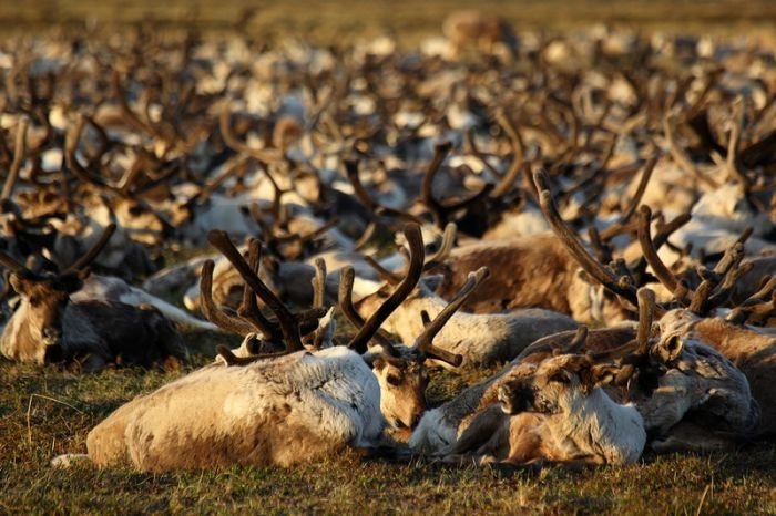 Life of Siberian reindeer herders, Yamal, Russia.