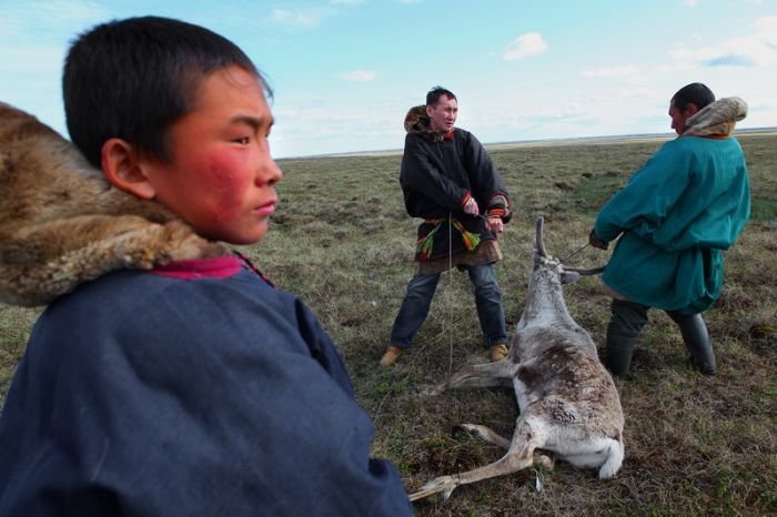 Life of Siberian reindeer herders, Yamal, Russia.