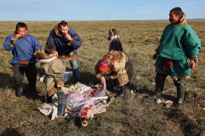 Life of Siberian reindeer herders, Yamal, Russia.