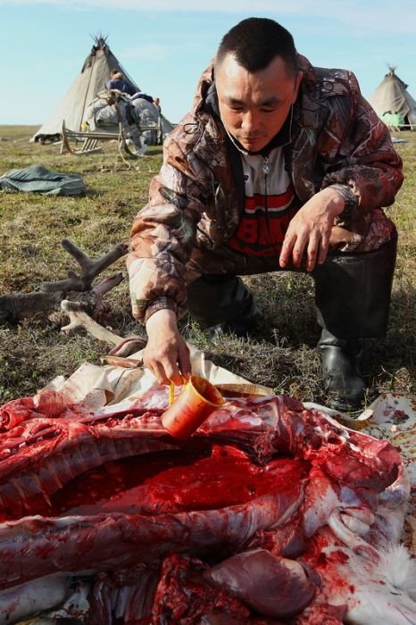 Life of Siberian reindeer herders, Yamal, Russia.