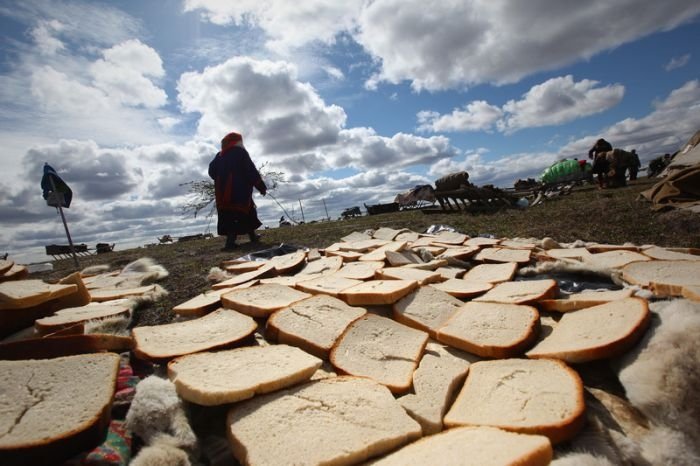 Life of Siberian reindeer herders, Yamal, Russia.