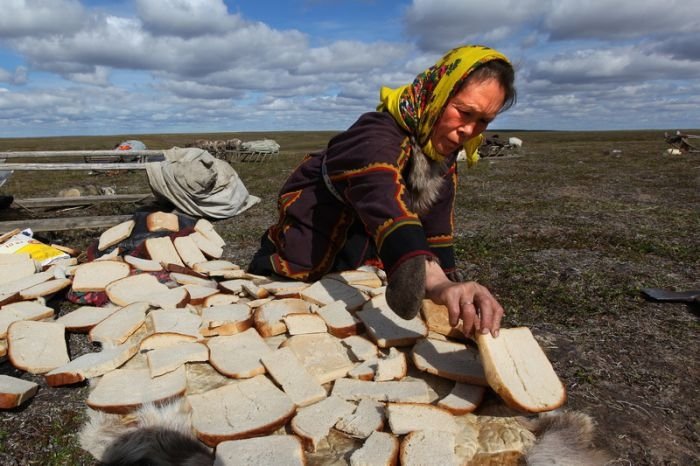 Life of Siberian reindeer herders, Yamal, Russia.