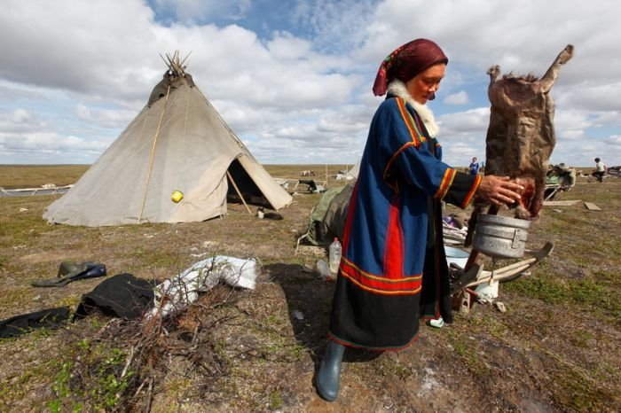 Life of Siberian reindeer herders, Yamal, Russia.