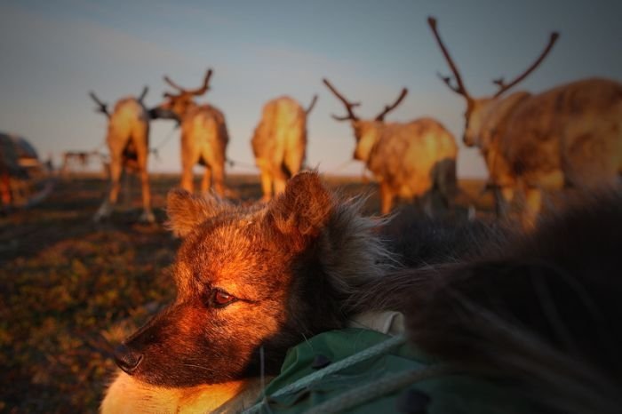 Life of Siberian reindeer herders, Yamal, Russia.